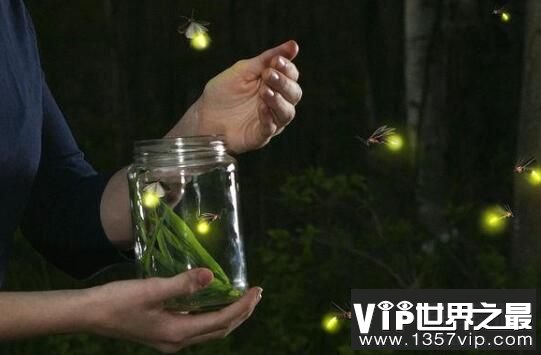 萤火虫为什么会发光，萤火虫发光原理揭秘