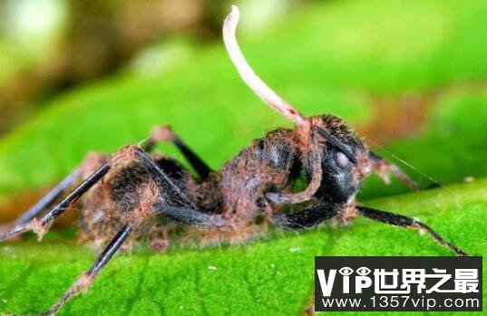 世界上最古老的僵尸蚂蚁，死于4800万年前的致命真菌