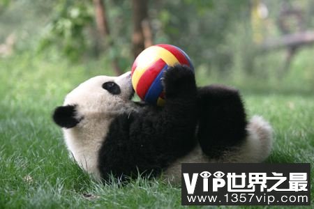 国宝大熊猫也曾经沦落街头卖艺