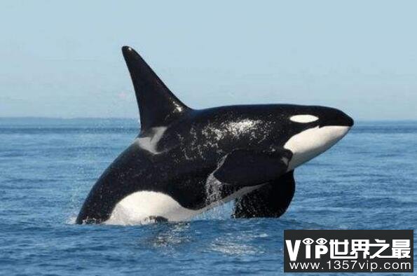 世界上十大最可爱的海洋生物