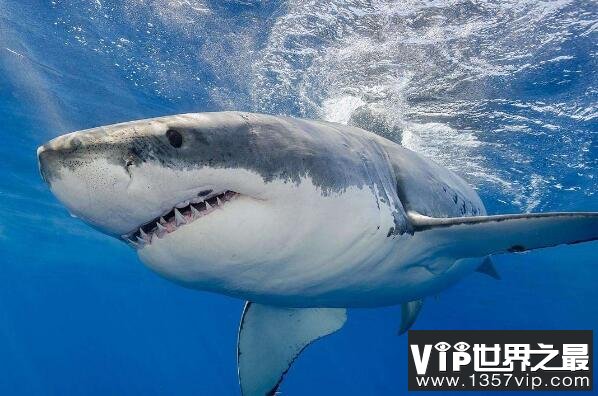 世界上十大最恐怖的鲨鱼 大青鲨上榜，第一也被称为“噬人鲨”