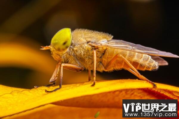 世界最可怕的十大昆虫(5300tv.com)