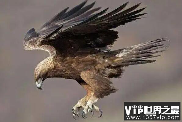 中国十大珍稀鸟类（5300tv.com）
