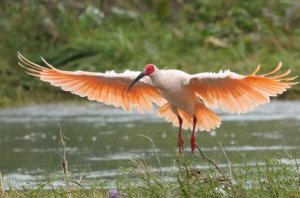 中国十大珍稀鸟类，东方宝石排第一，多种中国特有鸟类上榜