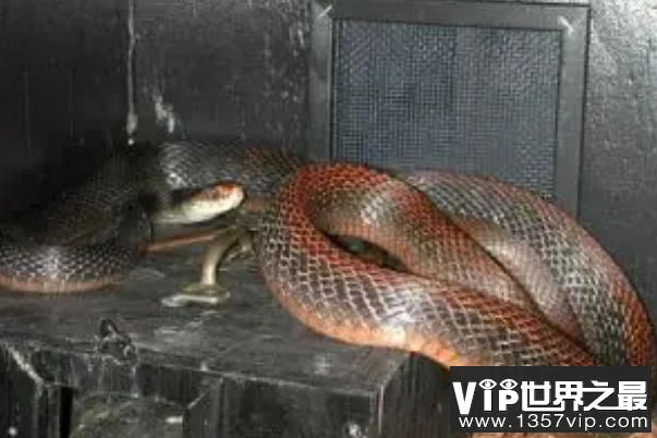 世界十大毒蛇（5300tv.com）