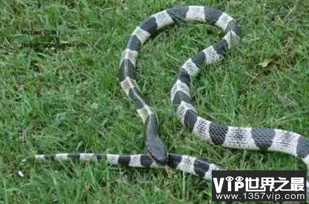 世界十大毒蛇（5300tv.com）