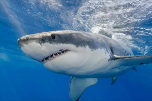 世界十大恐怖鲨鱼排名，第一濒临灭绝，第二被称为人类杀手（牛鲨）