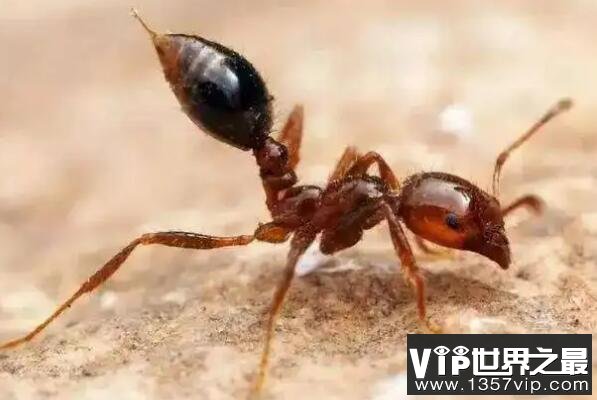 世界上最强的十大蚂蚁（5300tv.com）