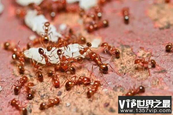 世界上最强的十大蚂蚁（5300tv.com）