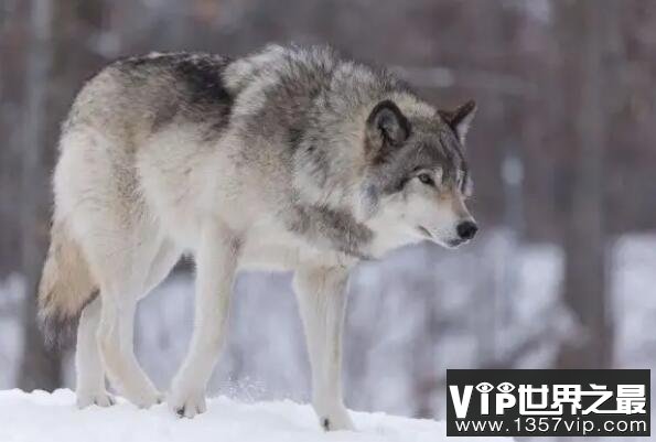 狼的战斗力十大排名，冰河时期幸存者排第一，第三有多个亚种（5300tv.com）