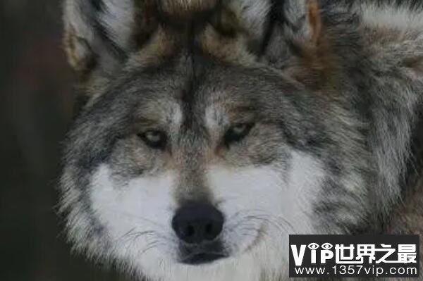 狼的战斗力十大排名，冰河时期幸存者排第一，第三有多个亚种（5300tv.com）
