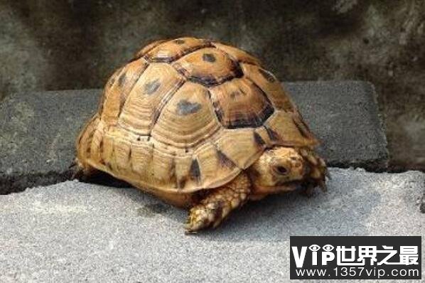 十种可爱灭绝的动物，森林鸟类排第四，第一被誉为水中大熊猫(5300tv.com 世界之最)