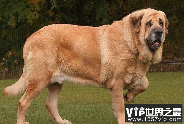 世界最大的狗十大排名 高加索犬上榜,第二是“拿破仑”(5300tv.com)