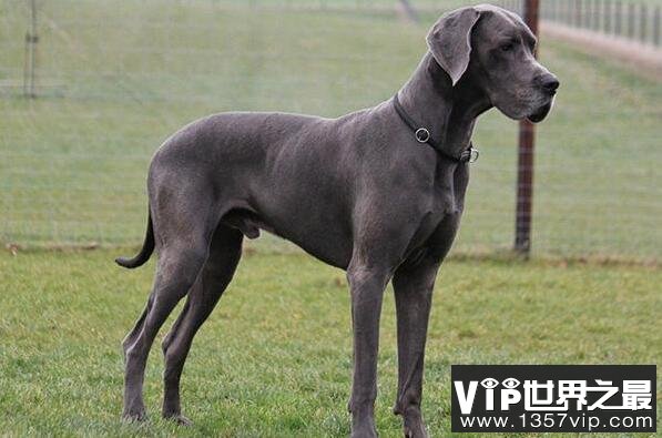 世界最大的狗十大排名 高加索犬上榜,第二是“拿破仑”(5300tv.com)