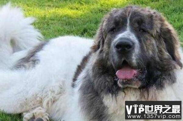 世界最大的狗十大排名 高加索犬上榜,第二是“拿破仑”(5300tv.com)