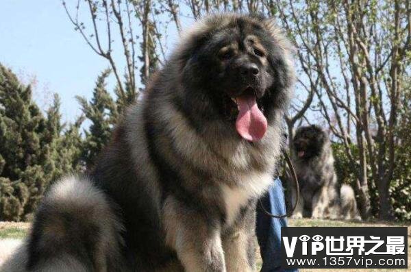 世界最大的狗十大排名 高加索犬上榜,第二是“拿破仑”(5300tv.com)