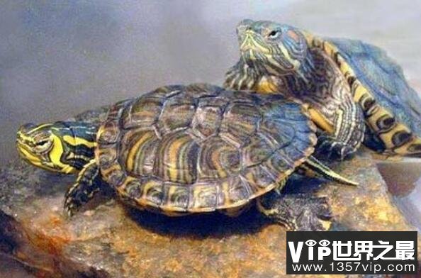 十大便宜好养的宠物龟 锦龟上榜
