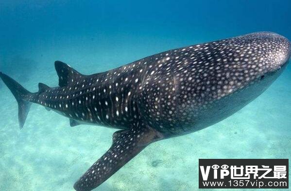 十大深海神秘巨型生物（5300tv.com）