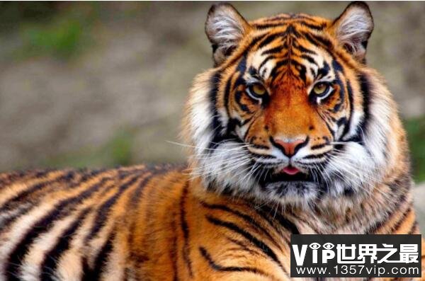 中国十大猛兽，丛林之王排第一，第三在森林中横着走