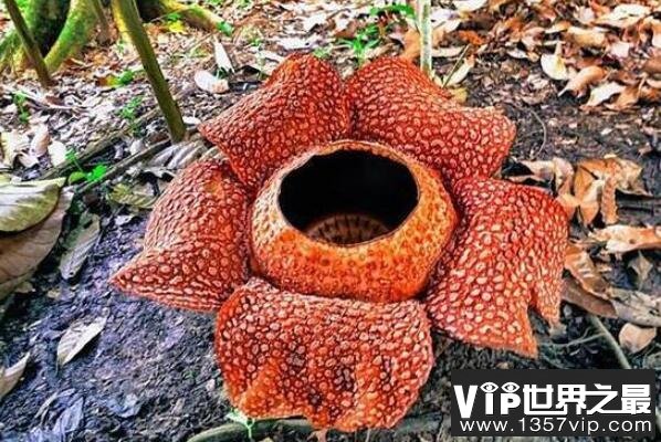 十大神奇的植（5300tv.com）