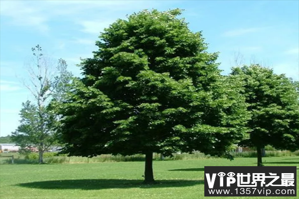 世界十大行道树（5300tv.com）