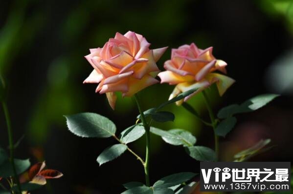 最名贵的十种花卉（5300tv.com）