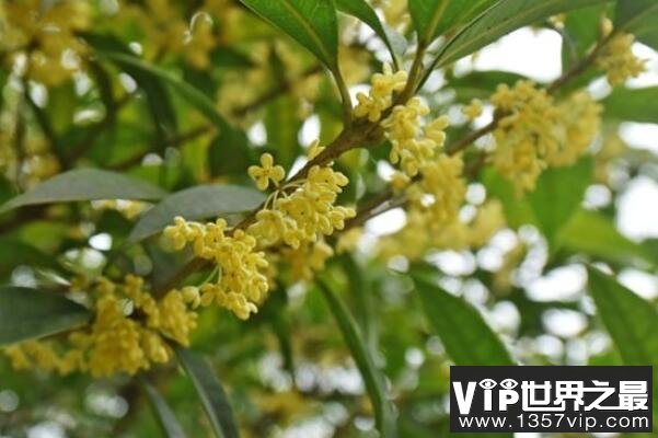 最名贵的十种花卉（5300tv.com）