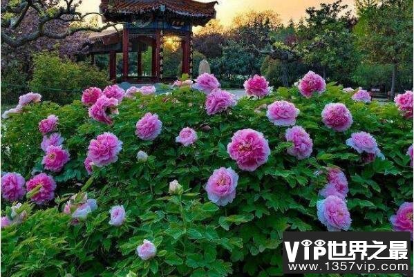 最名贵的十种花卉（5300tv.com）