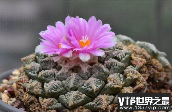 多肉十大名品，龟甲牡丹排第一，第三是高山芦荟品种（5300tv.com）