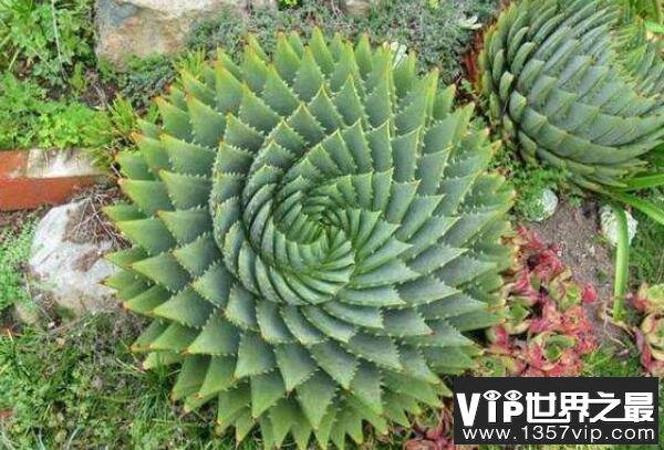 多肉十大名品，龟甲牡丹排第一，第三是高山芦荟品种（5300tv.com）