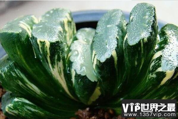 多肉十大名品，龟甲牡丹排第一，第三是高山芦荟品种（5300tv.com）