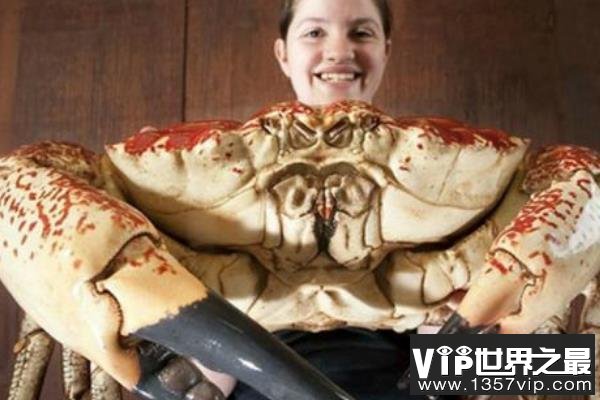 世界上最重的蟹