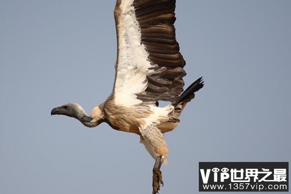 世界上飞得最高的鸟——黑白兀鹫