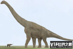 史上最大的恐龙是什么：地震龙体长可达36米，重达40吨