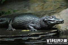 亚马逊河十大恐怖生物：黑凯门鳄居首，红腹食人鱼第八