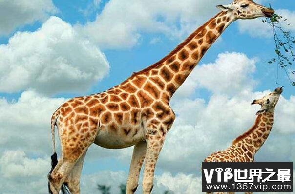世界十大最高的哺乳动物