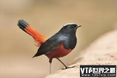 世界上最毒的鸟排名，黑头林鵙鹟排第一名