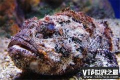 全球10大剧毒动物：石头鱼、蓝环章鱼双双入榜