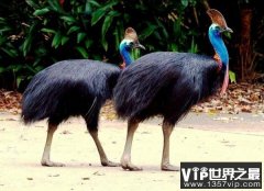 世界上性情最凶猛的鸟类：鹤鸵利爪可穿透厚木板
