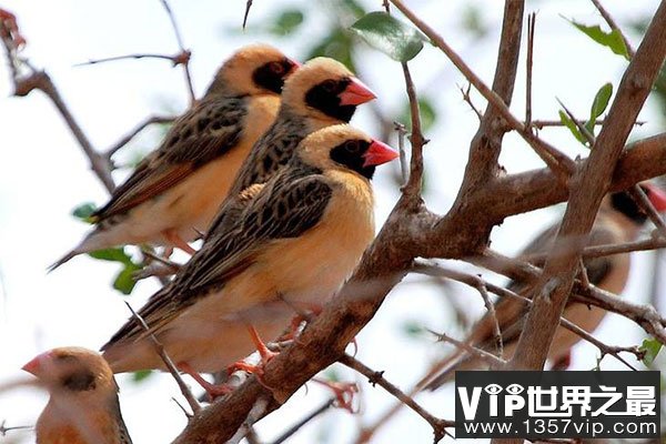 世界上数量最多的鸟类：红嘴奎利亚雀