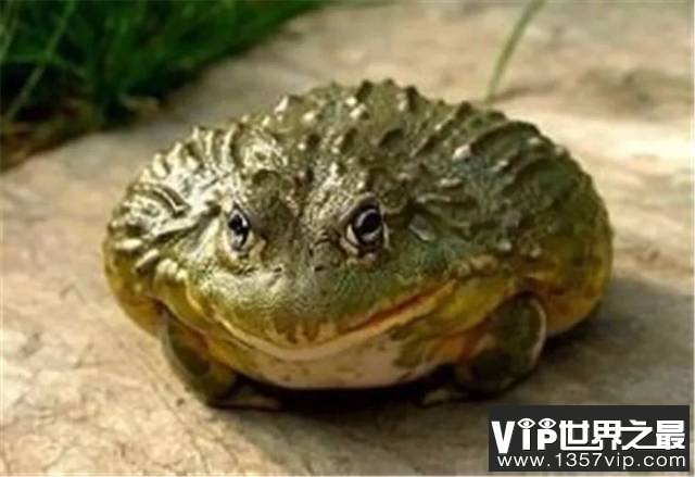世界上最残忍的巨蛙：非洲牛箱头蛙体长可达30厘米