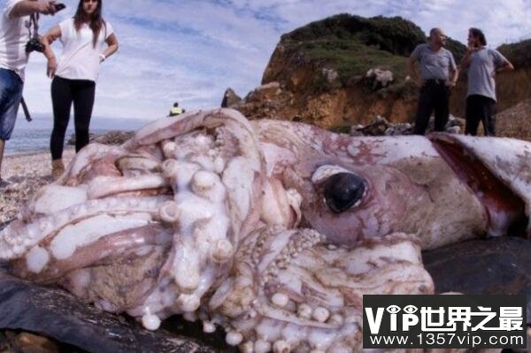 海洋中最神秘的十大生物