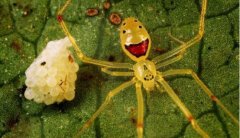 世界上最罕见的笑脸蜘蛛，身体仅5毫米长