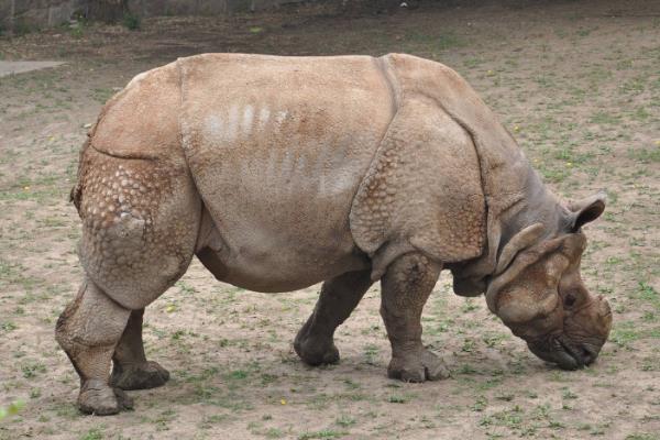 世界上体型最大的单角犀：印度犀牛