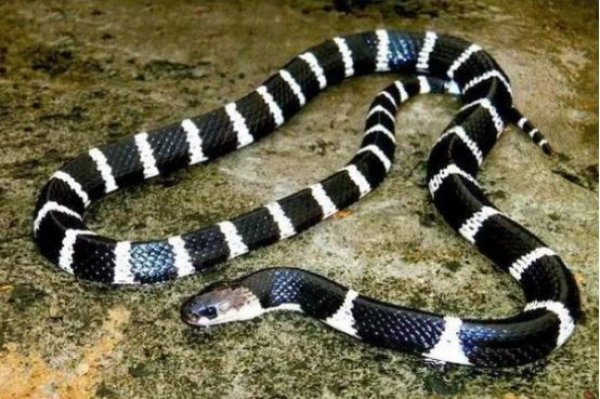 中国毒性最强的蛇：银环蛇