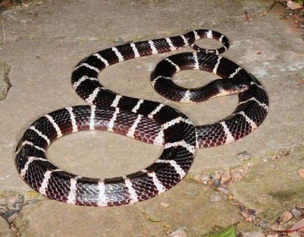 中国毒性最强的蛇：银环蛇