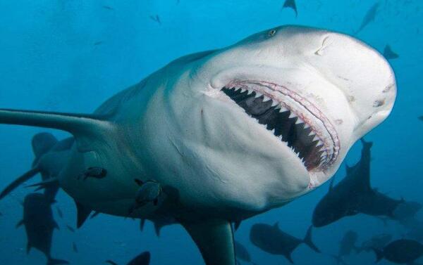 世界上最大的虎鲨