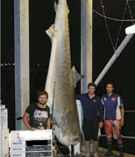 世界上最大的虎鲨