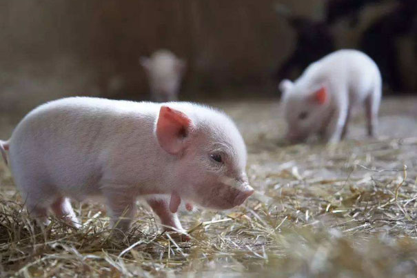 世界上最小的猪