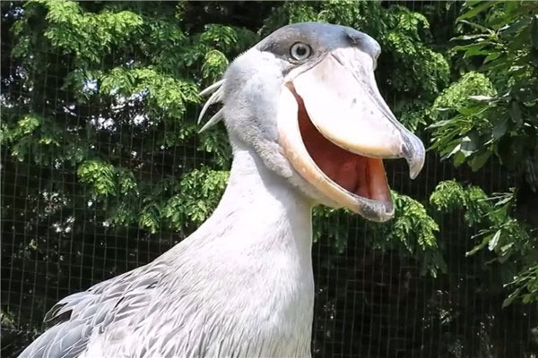 世界上头最大的鸟：鲸头鹳